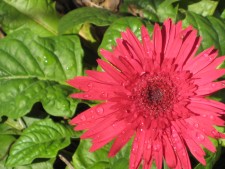 *visit my garden blog*
